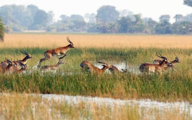 2-Day Okavango Delta Mokoro Camping Safari safari tour