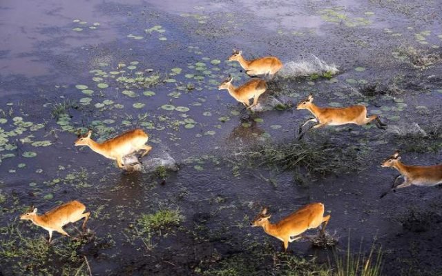 1-Day Moremi Game Reserve Full-Day Safari from Maun safari tour