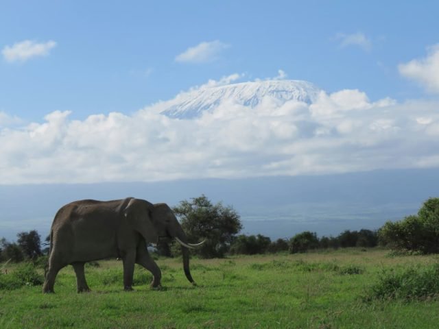 6-Day Maasai Mara, Nakuru & Amboseli Mid-Range Safari safari tour