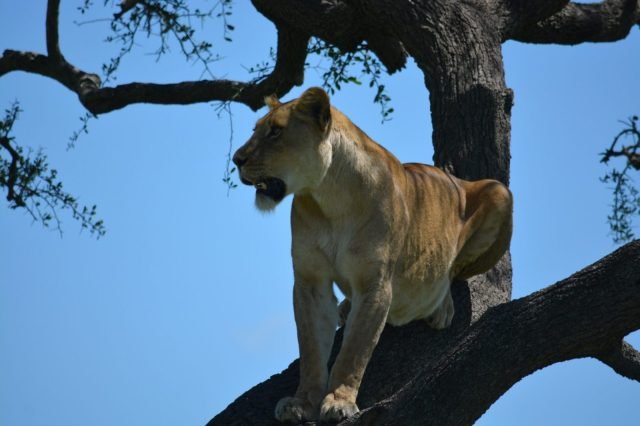 16-Day Tanzania Safari & Zanzibar Beach Holiday safari tour