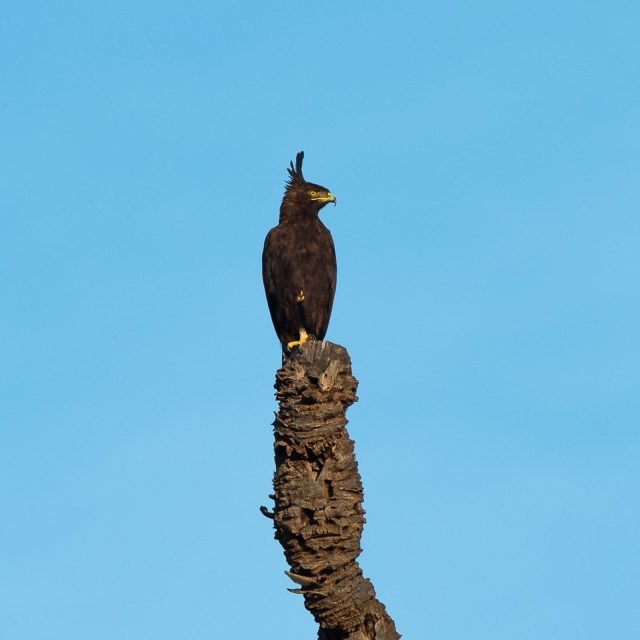 3-Day Samburu Mid-Range Bird Watching Safari Experience safari tour