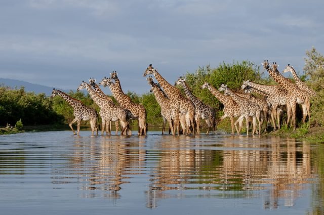 2-Day Fly-In Fly-Out Zanzibar to Nyerere NP safari tour