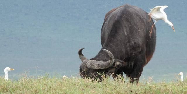 2-Day Group Comfort Safari safari tour