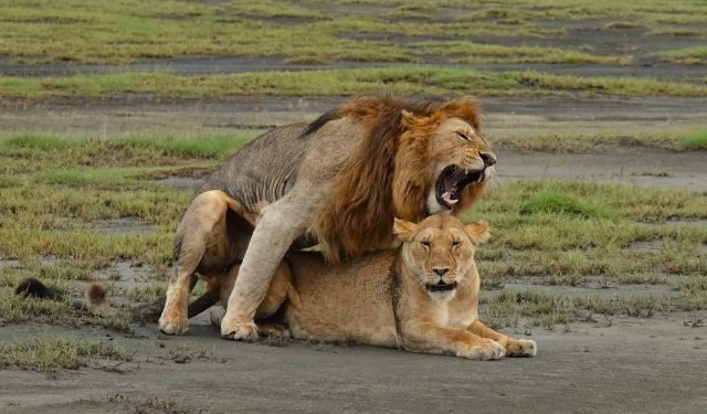 3-Day Ultimate Group Midrange Safari Adventure safari tour