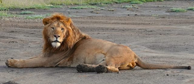 3-Day Ultra Luxury Indulgence safari tour