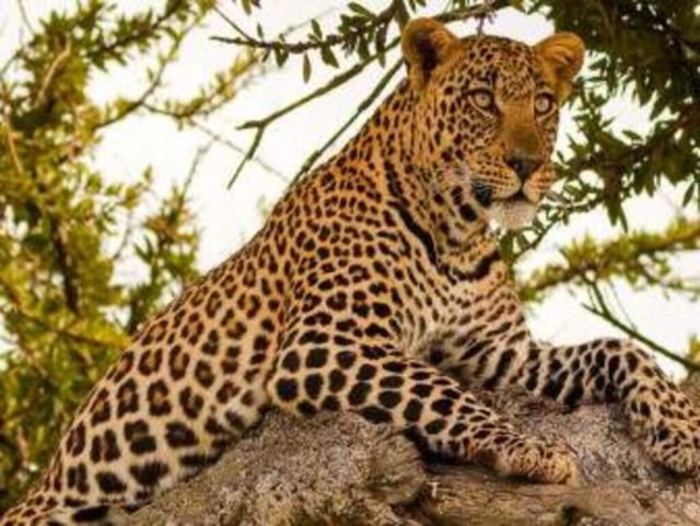 5-Day Roaring Kenya - Mid-Range safari tour