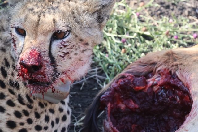 6-Day Tanzania Big Five Safari safari tour
