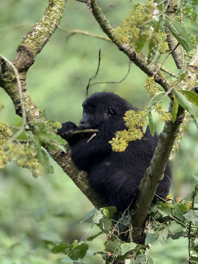 15-Day Primate Wildlife Safari to Uganda safari tour