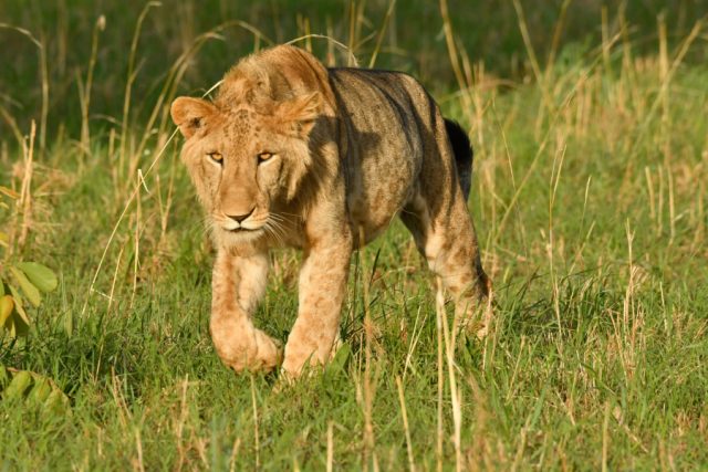 9-Day Big Five Gorilla Trekking & Chimp Trekking Safari safari tour