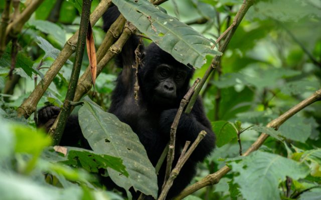 6-Day Big Four Gorilla Trekking Wildlife Safari to Uganda safari tour