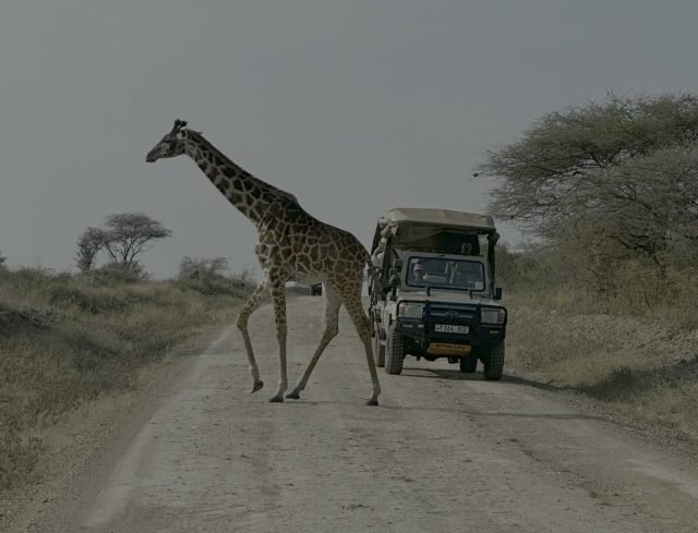 3-Day Tanzania Safari: Tarangire & Ngorongoro Crater safari tour