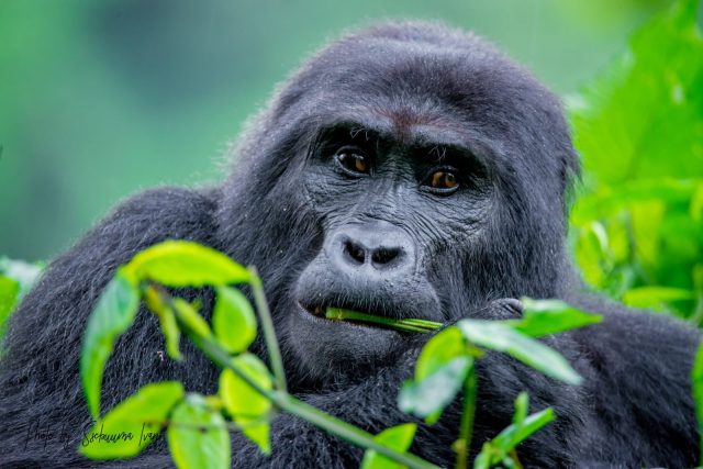 4-Day Fly in Gorilla Safari safari tour
