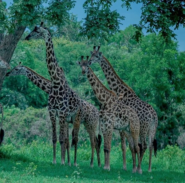 5-Day Southern River & Plains Luxury Safari: Nyerere & Mikumi safari tour