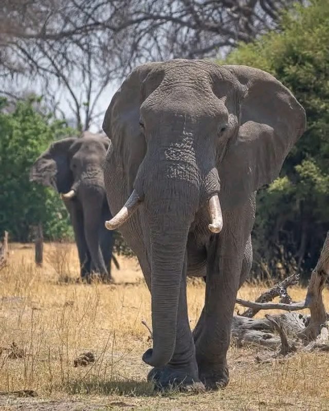 3-Day Tanzania Wildlife Escape Safari safari tour