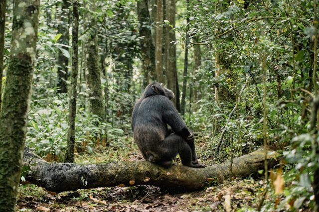 5-Day Gorilla and Chimpanzee Trekking Safari. safari tour
