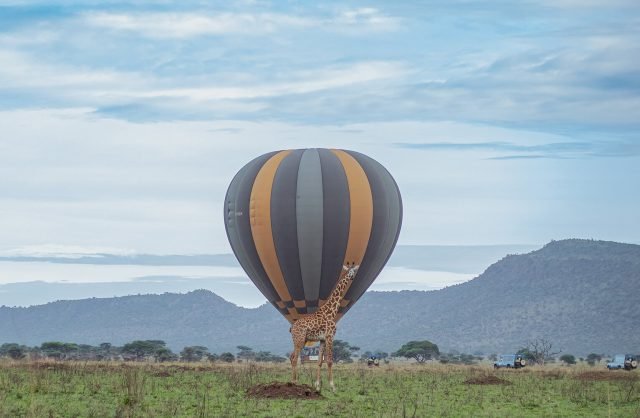 13-Day Bwindi, Serengeti to Zanzibar Safari. safari tour