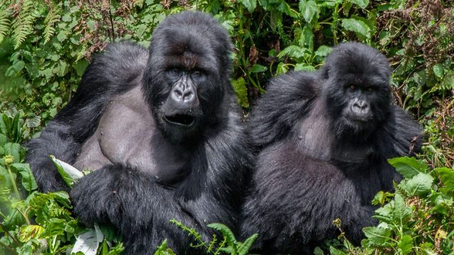 5-Day Gorilla Tracking and Lions safari tour