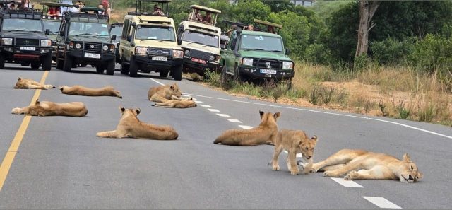 3-Day Big Five Safari Uganda safari tour