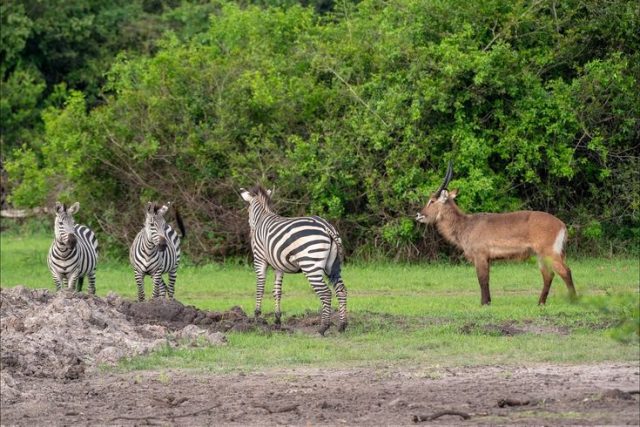 2-Day Lake Mburo National Park Tour safari tour