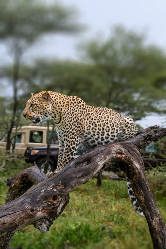 4-Day Tarangire, Serengeti Wildlife & Ngorongoro Safari safari tour