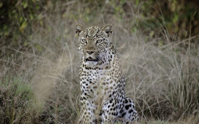7-Day Chimps, Gorilla Adventure with a Safari safari tour