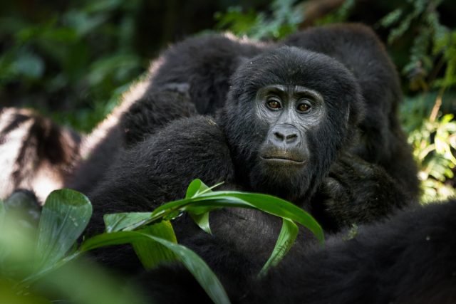 2-Day Rwanda Uganda Gorilla Trekking Safari. safari tour