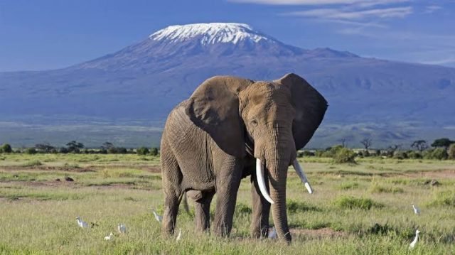 10-Day Best of Kenya Safari. safari tour