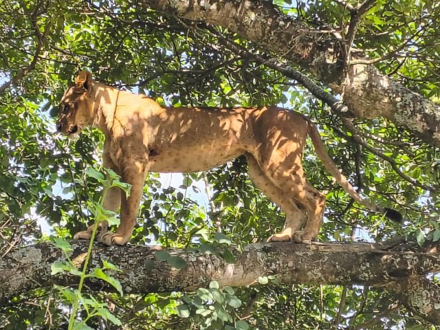 3-Day Maasai Mara Mid-Range Private Safari safari tour