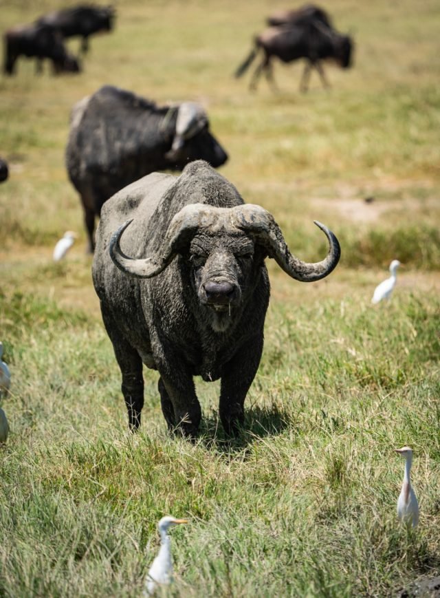 5-Day Northern Circuit Safari: Tarangire, Serengeti & Ngoro safari tour