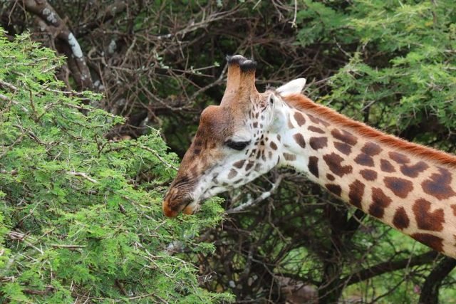4-Day Serengeti and Crater safari tour
