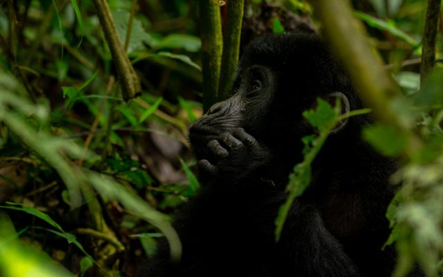 4-Day Road Option Gorilla Trekking Safari to Bwindi safari tour