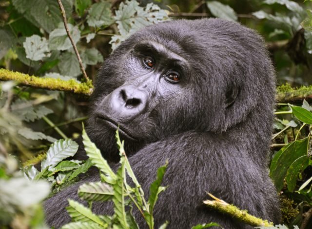 4-Day Gorilla Trekking Road Otpion to Bwindi safari tour