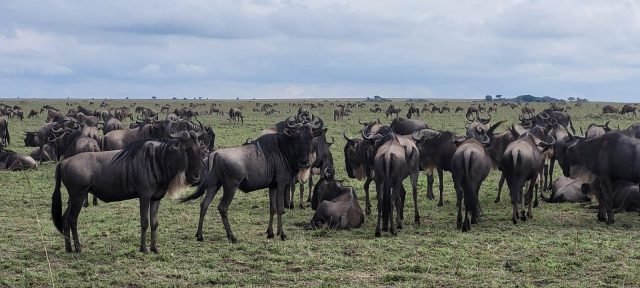 15-Day The Tanzanian Grand Safari and Zanzibar Beach Holidays safari tour