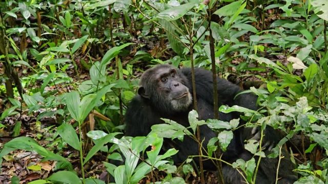 7-Day Big Four Chimp & Gorilla Trekking Safari safari tour