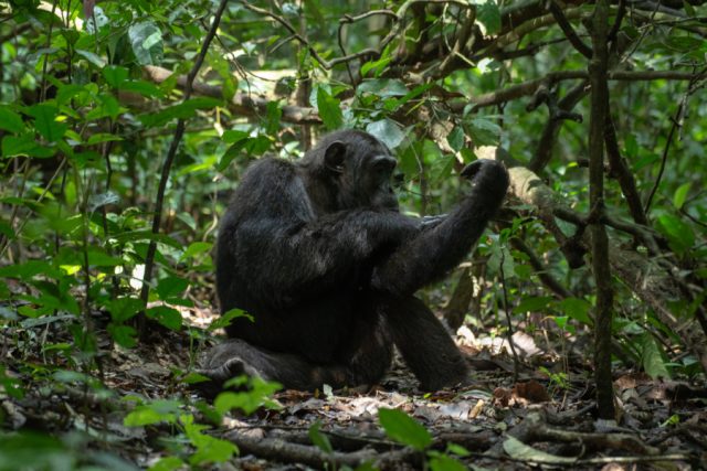 7-Day Big Four Chimp & Gorilla Trekking Safari to Uganda safari tour