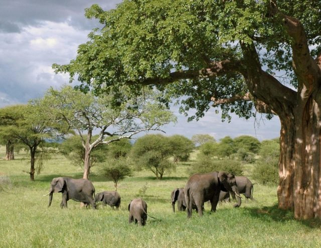 1-Day Tarangire National Park Private Day Tour safari tour