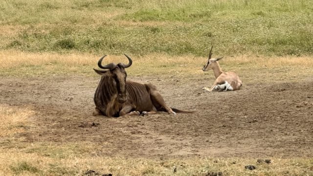 3-Day Serengeti National Park and Ngorongoro Crater safari tour
