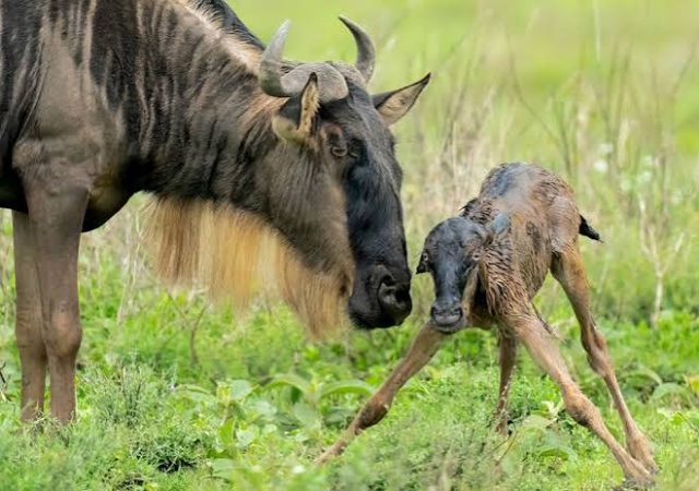 5-Day Birth of the Wild & Wonderful Bigfive Safari Experience safari tour