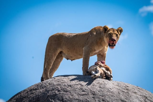 4-Day Big Five Safari Experience safari tour