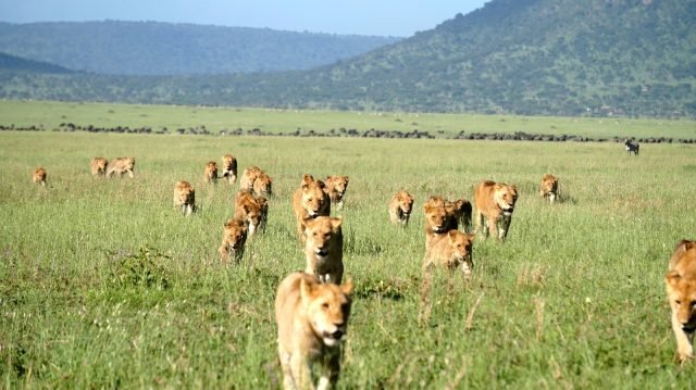 7-Day Serengeti Great Migration Safari safari tour
