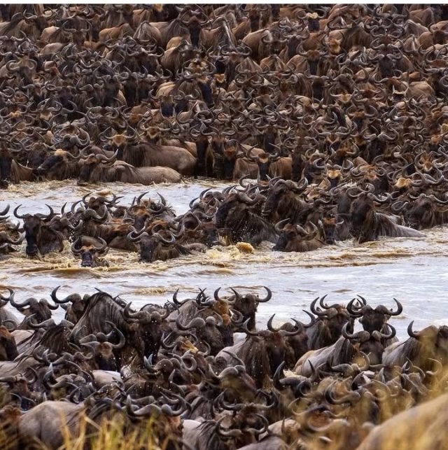 8-Day Big Five & Serengeti Great Migration safari tour