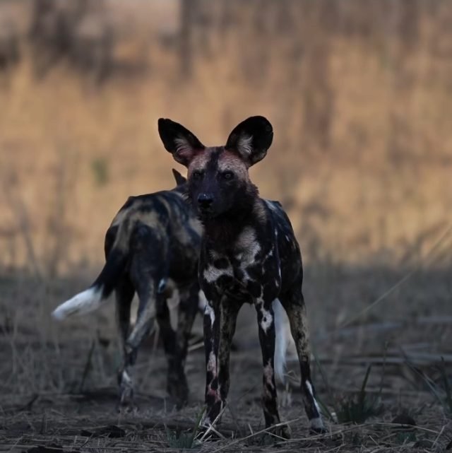 5-Day Flying Safari Dar Es Salaam to Ruaha NP Then Zanzibar safari tour