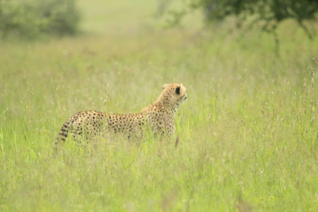 5-Day Mid-Range to Tanzania Iconic Parks Safari Adventure