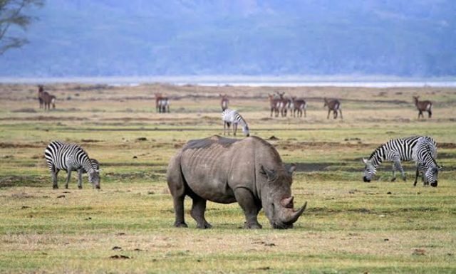 2-Day Tarangire & Ngorongoro Crater Wildlife Safari safari tour