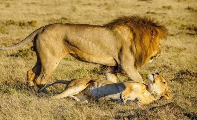 5-Day Best Safari Tarangire, Serengeti NP & Ngorongoro Crater safari tour