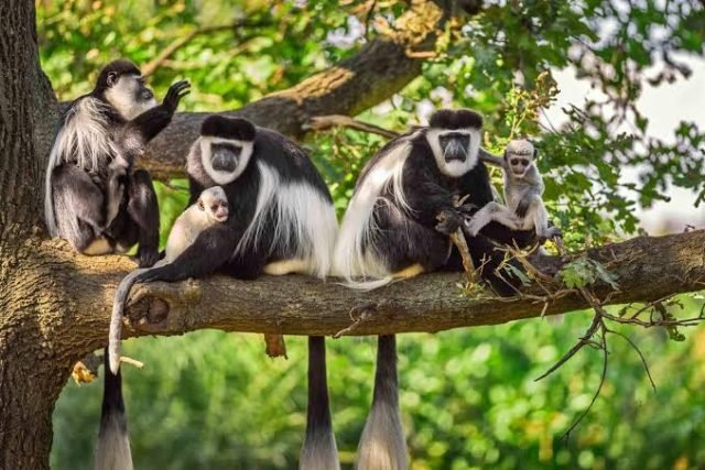 1-Day Arusha National Park Day Trip safari tour