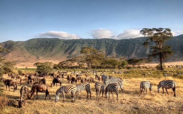 2-Day Tarangire and Lake Manyara Safari safari tour