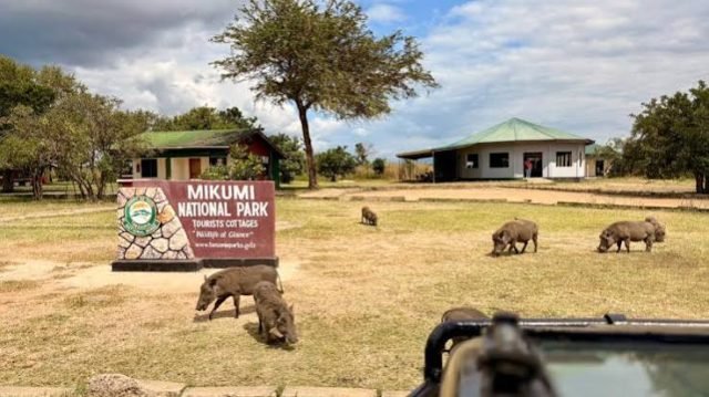 1-Day Mikumi National Park Day Trip. safari tour