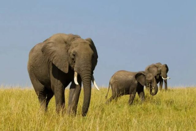6-Day Mid-Range to Northern Big Five Safari