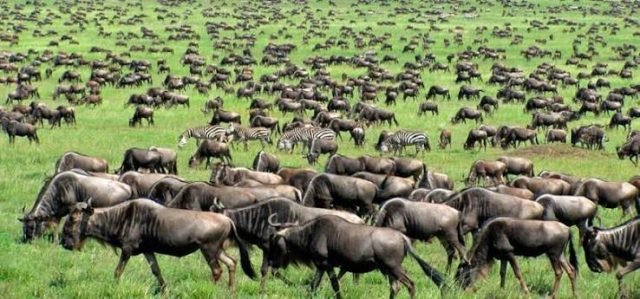4-Day Calving Season Ndutu Safari-Mid-Range safari tour